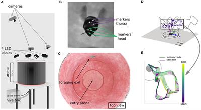 Analysing Head-Thorax Choreography During Free-Flights in Bumblebees